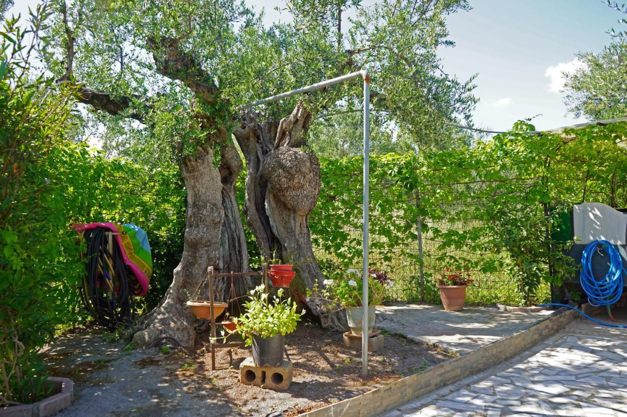 Willa Veni Olive House Kalamata Zewnętrze zdjęcie